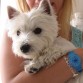 maya 8 meses !! busca novioo en madrid interesados ponese en contacto!!